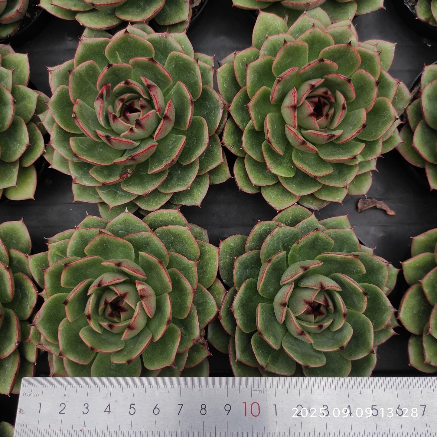 MMT843 ジェニーHyb(9cm pot)