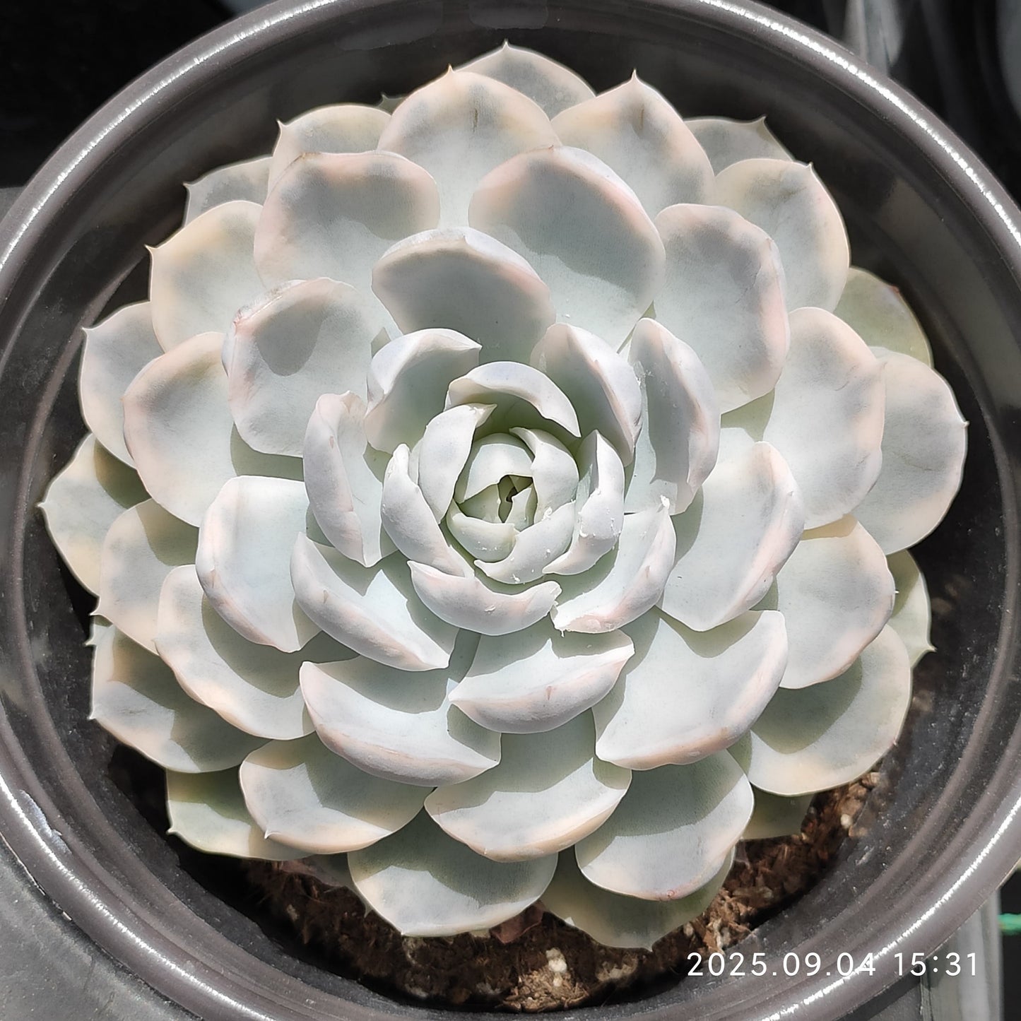MMY957 スノーボール 錦(12cm pot)