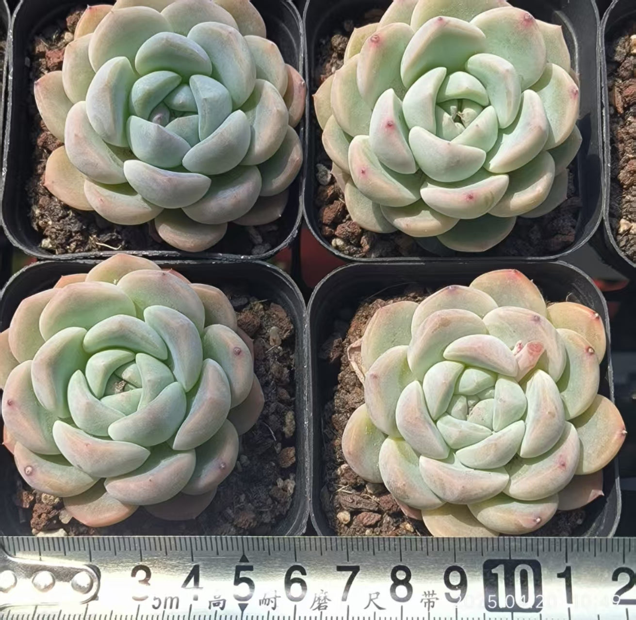 HC251 アイスハートHyb(6.5 cm pot)