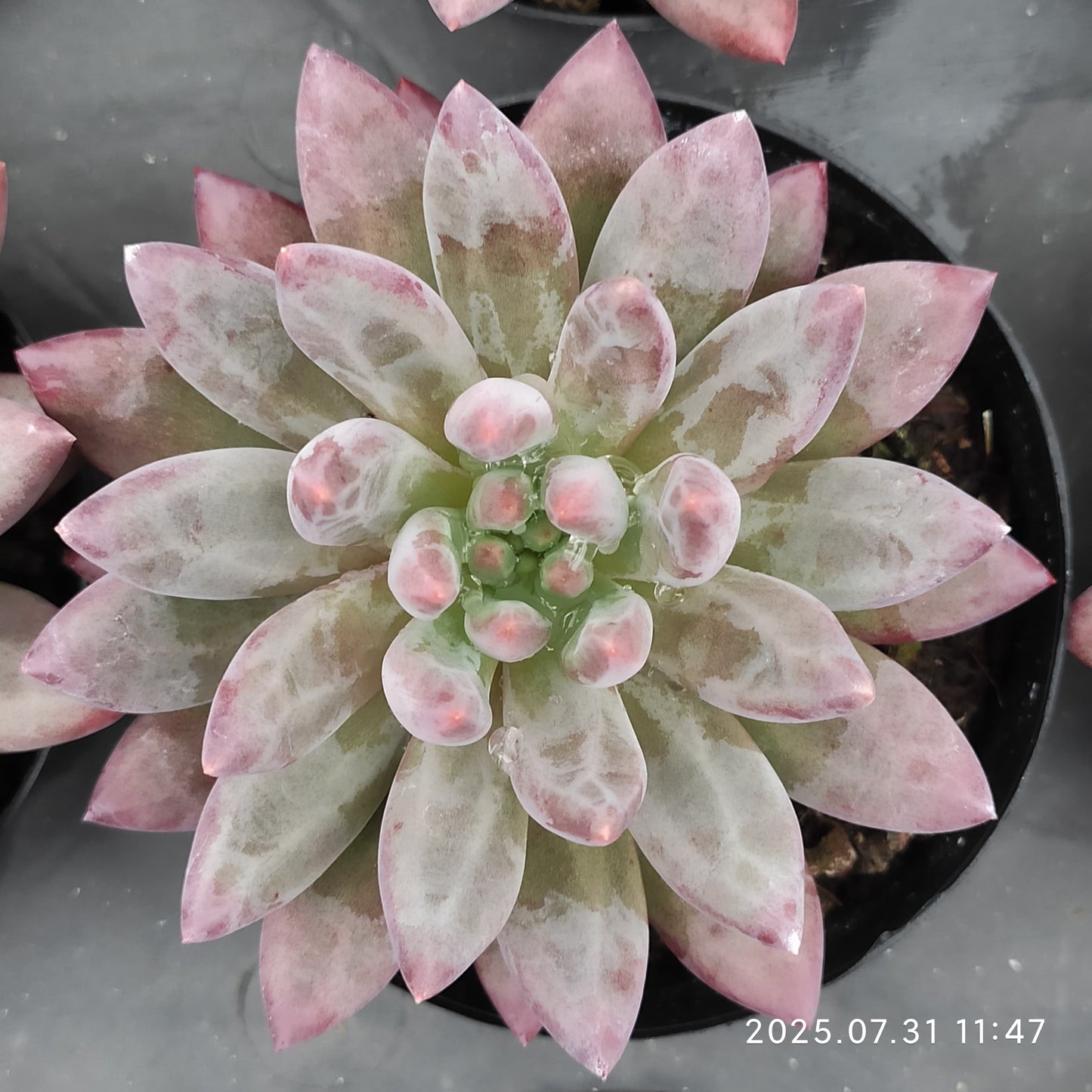 MMT839 ゴールドフィッシュ(9cm pot)