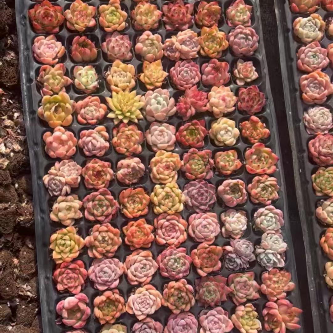 23654 シャンペーン x ローズ(3cm pot)