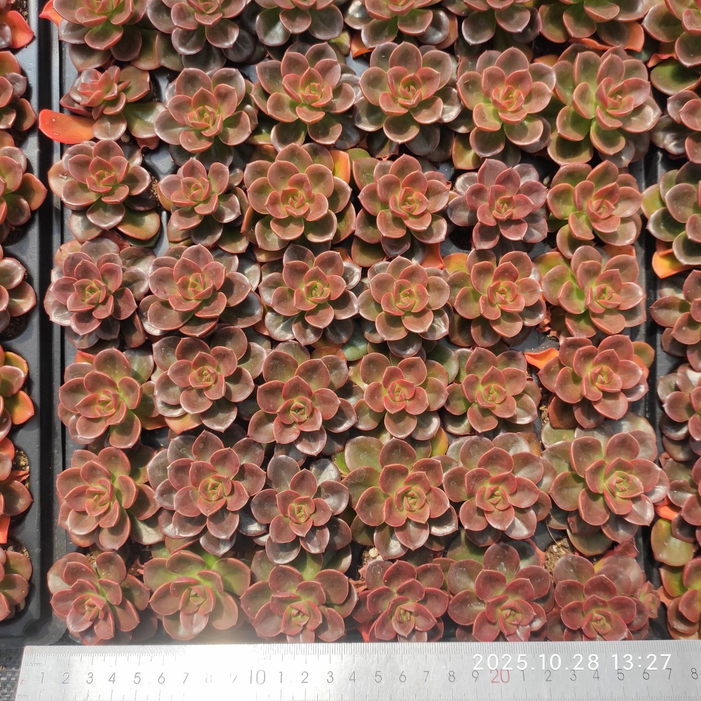 22198 チョコレート(3cm pot)(ポット苗)