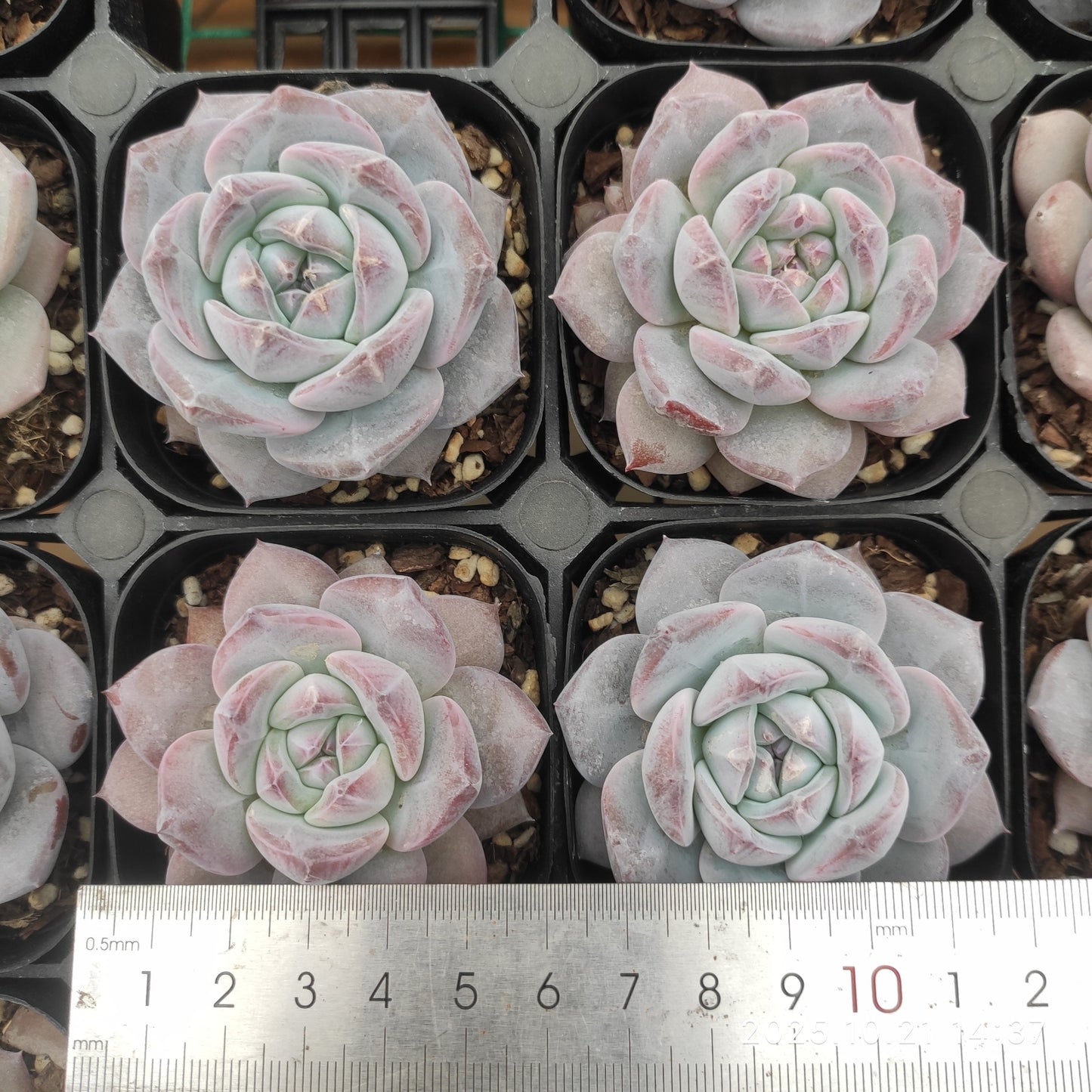 MMY1362 モンローHyb(6.3cm pot)