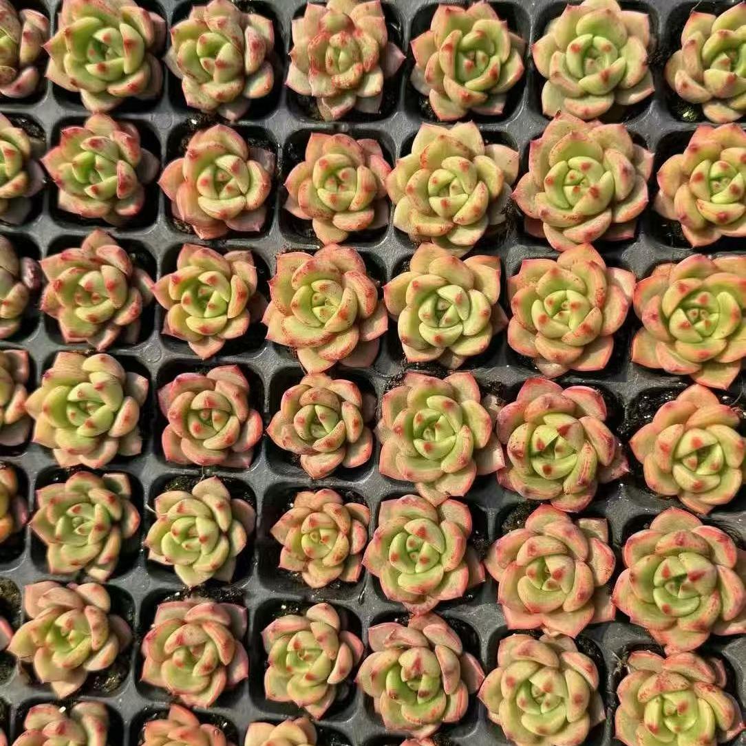 XS1055 スモールピーチ x アガボイデス(3cm pot)