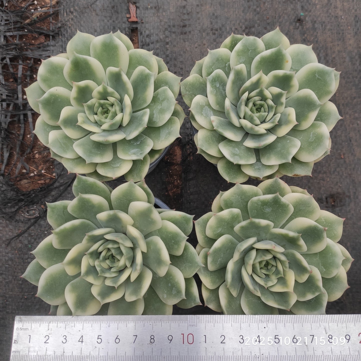 MMY1376 テン オータム錦(9cm pot)