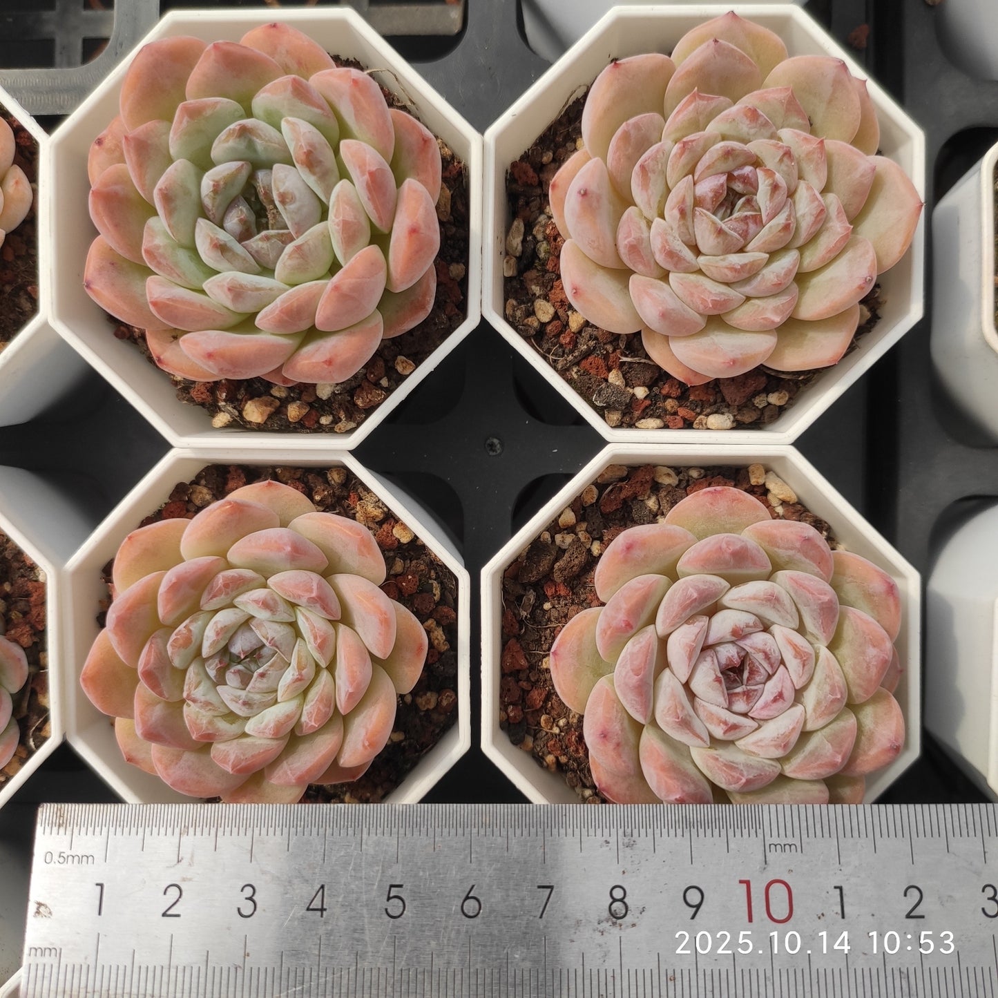 WWA304 モンロー Hyb (7cm pot)