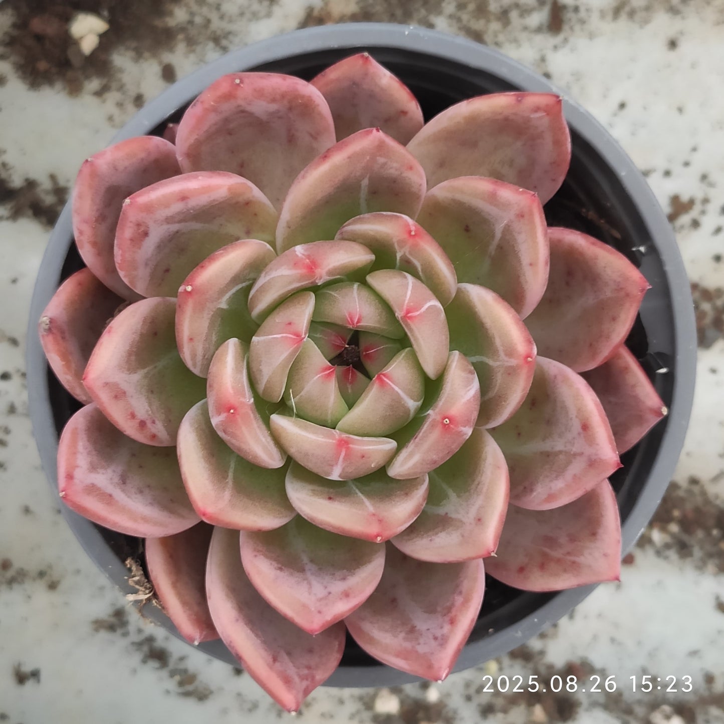 DQ082 オレンジモンローQ(9cm pot)