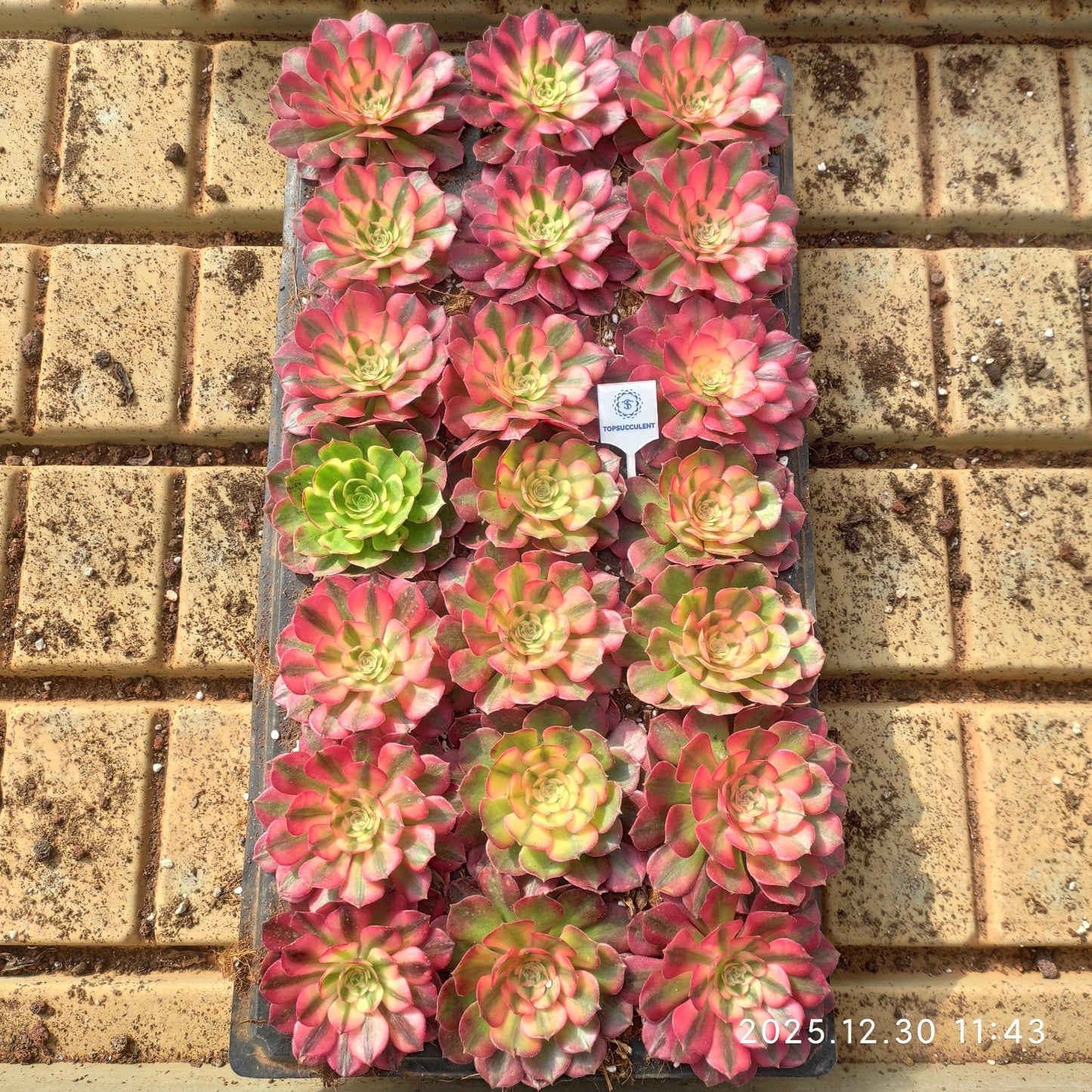 21298 アエオニウム ライチー