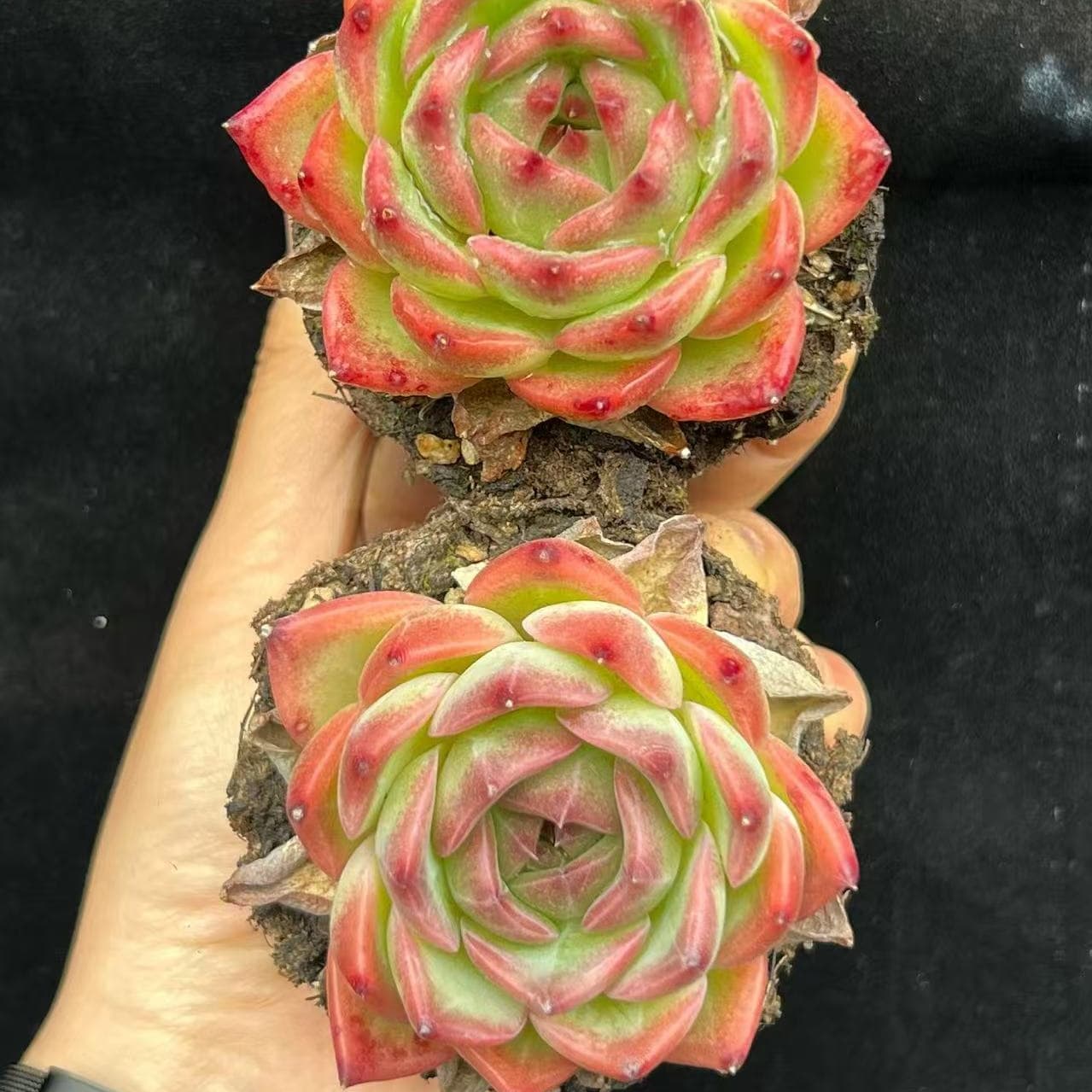 BL2053 カイサ(9cm pot)