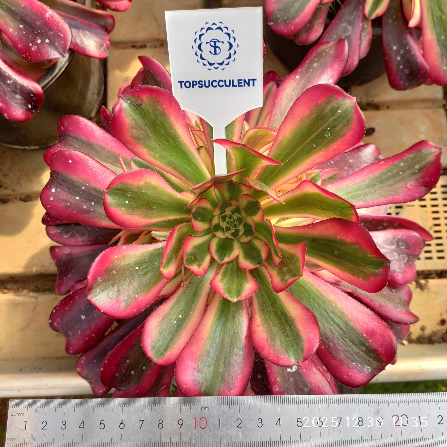 24050 メドゥーサー