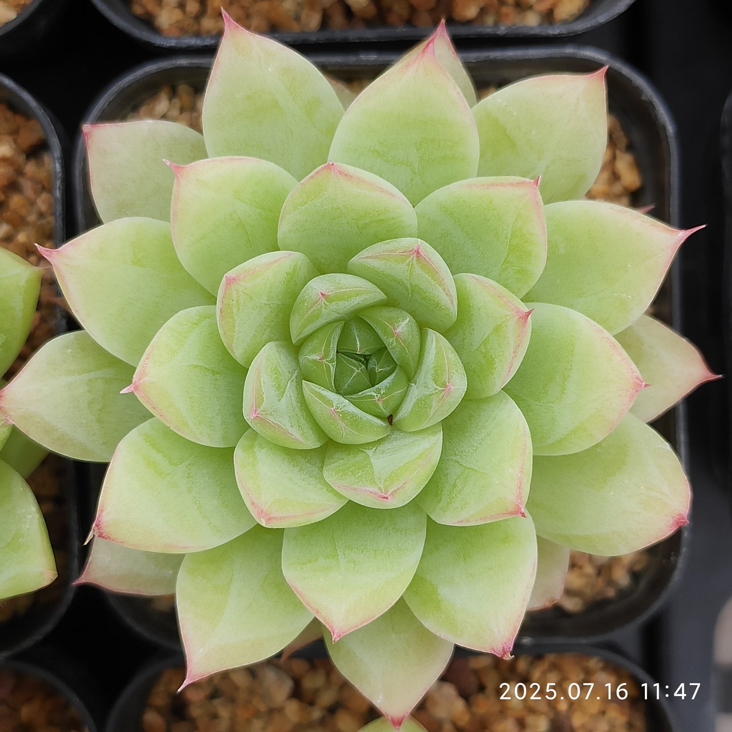 YBB143 エメラルド(5.5cm pot)