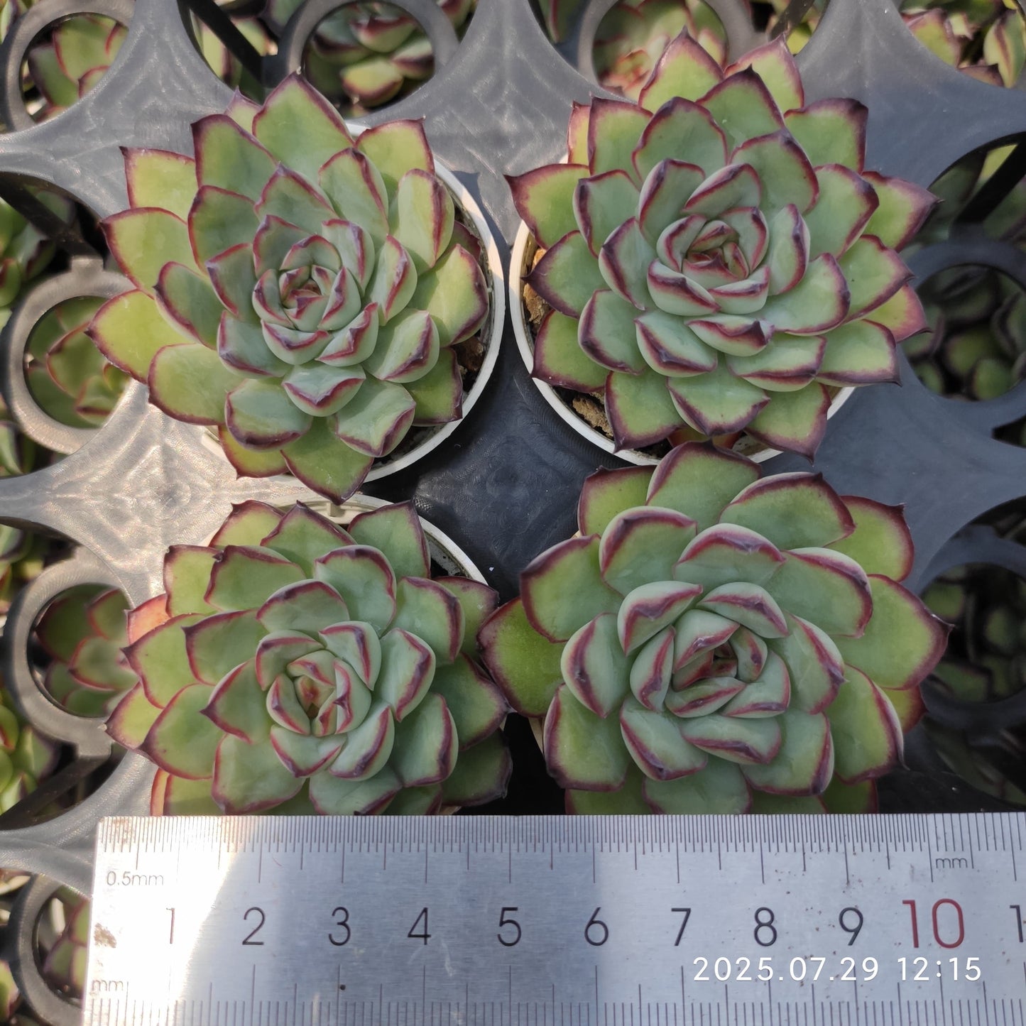 ZZA159 メキシコプリドニス(5.5cm pot)