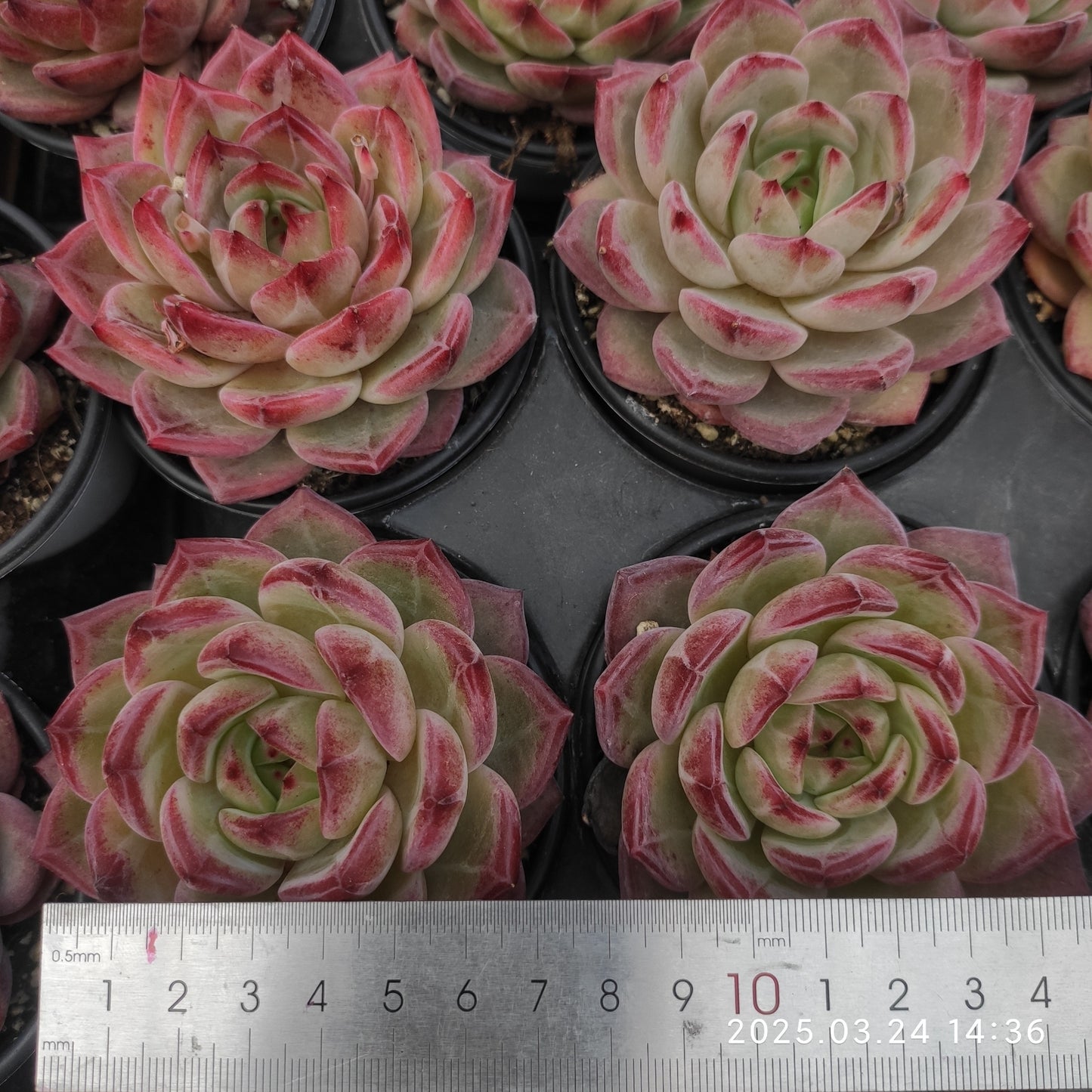 MMY1115 デアデビル(9cm pot)