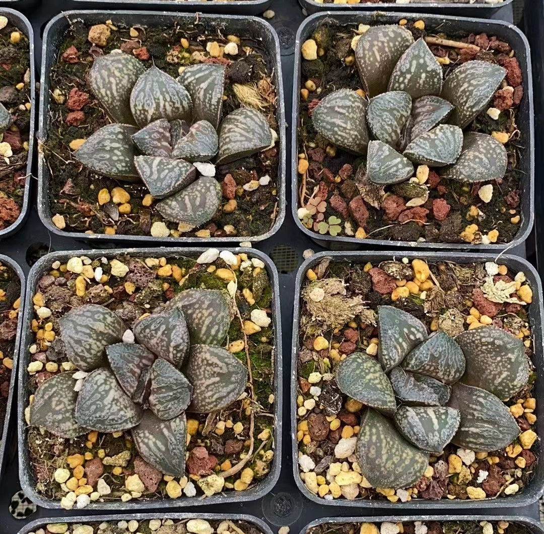 CS146 カラフトマムシ (7cm pot)