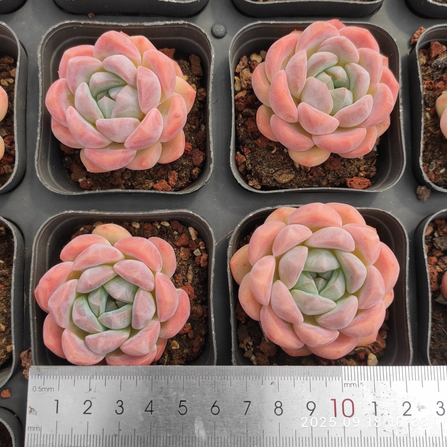LMM336 ピンク モリー(6.5cm pot)