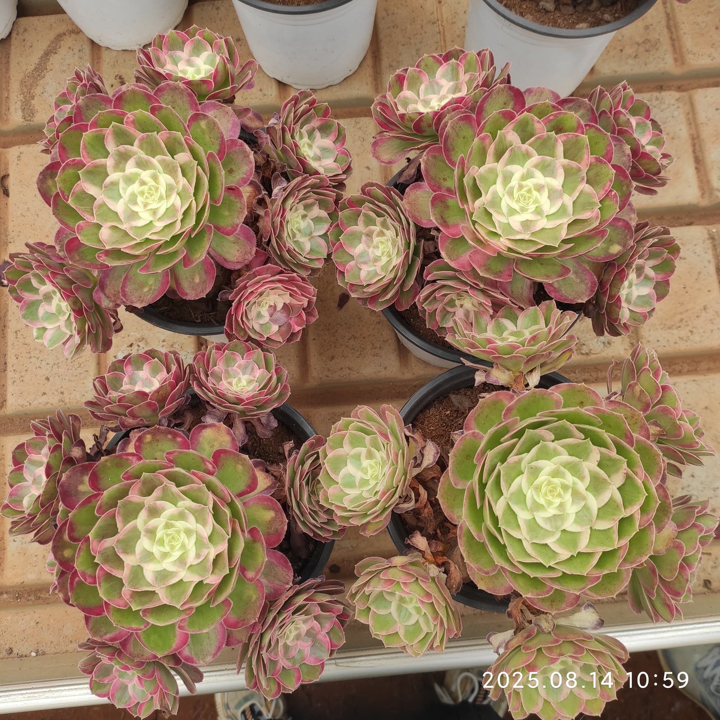 YS264 ピーコック フェザーズ(17cm pot)