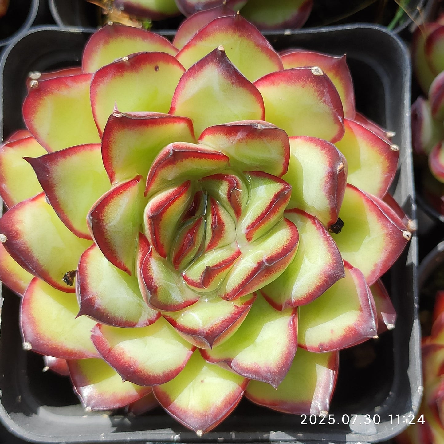 QN722 メキシコプリドニス(6.5cm pot)