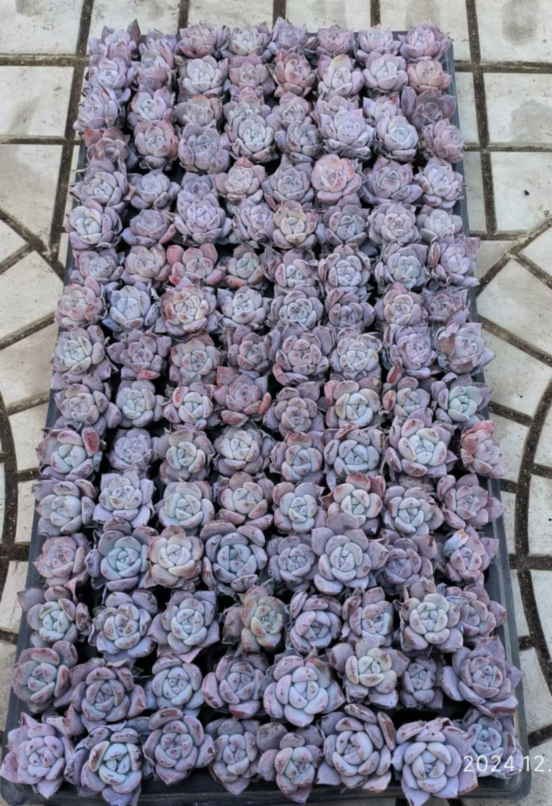 XS880 ジェリーオレンジ(3cm pot)