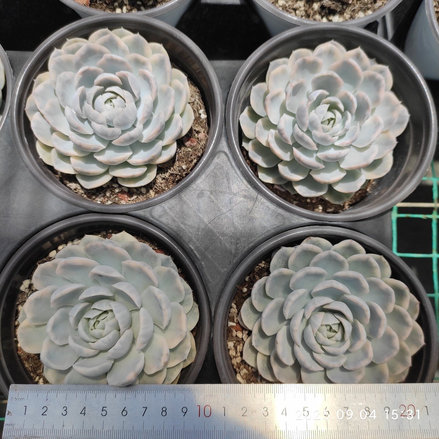 MMY957 スノーボール 錦(12cm pot)