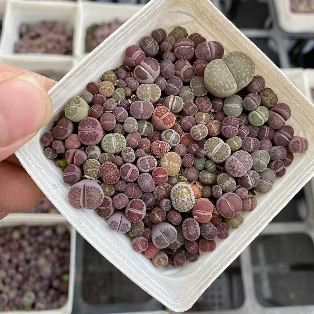 11007 リトープス ミックス(7cm pot)