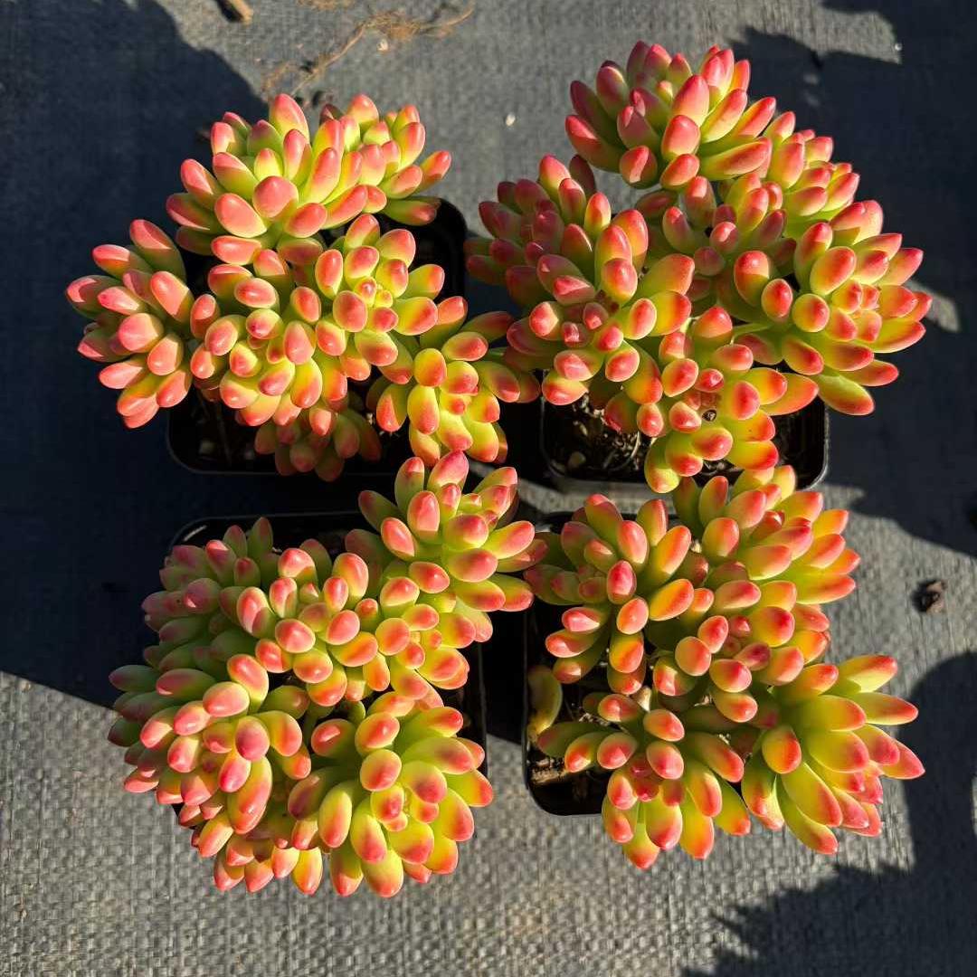 22936 アリス エブンズ(7cm pot)