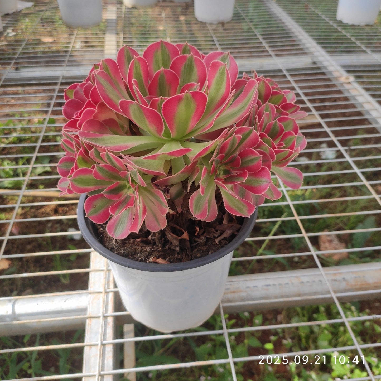 YS261 アエオニウムピンクガール(17cm pot)