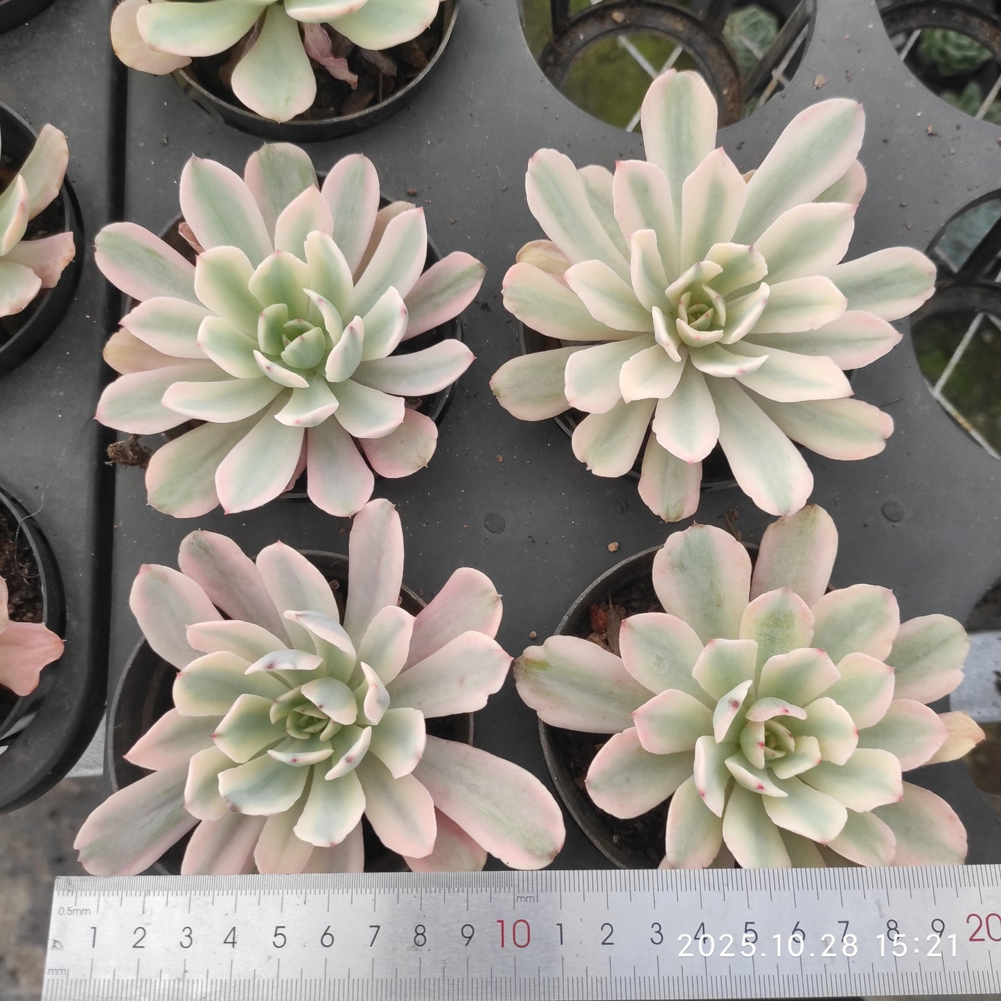 22218 ホルウェイ錦(9cm pot)