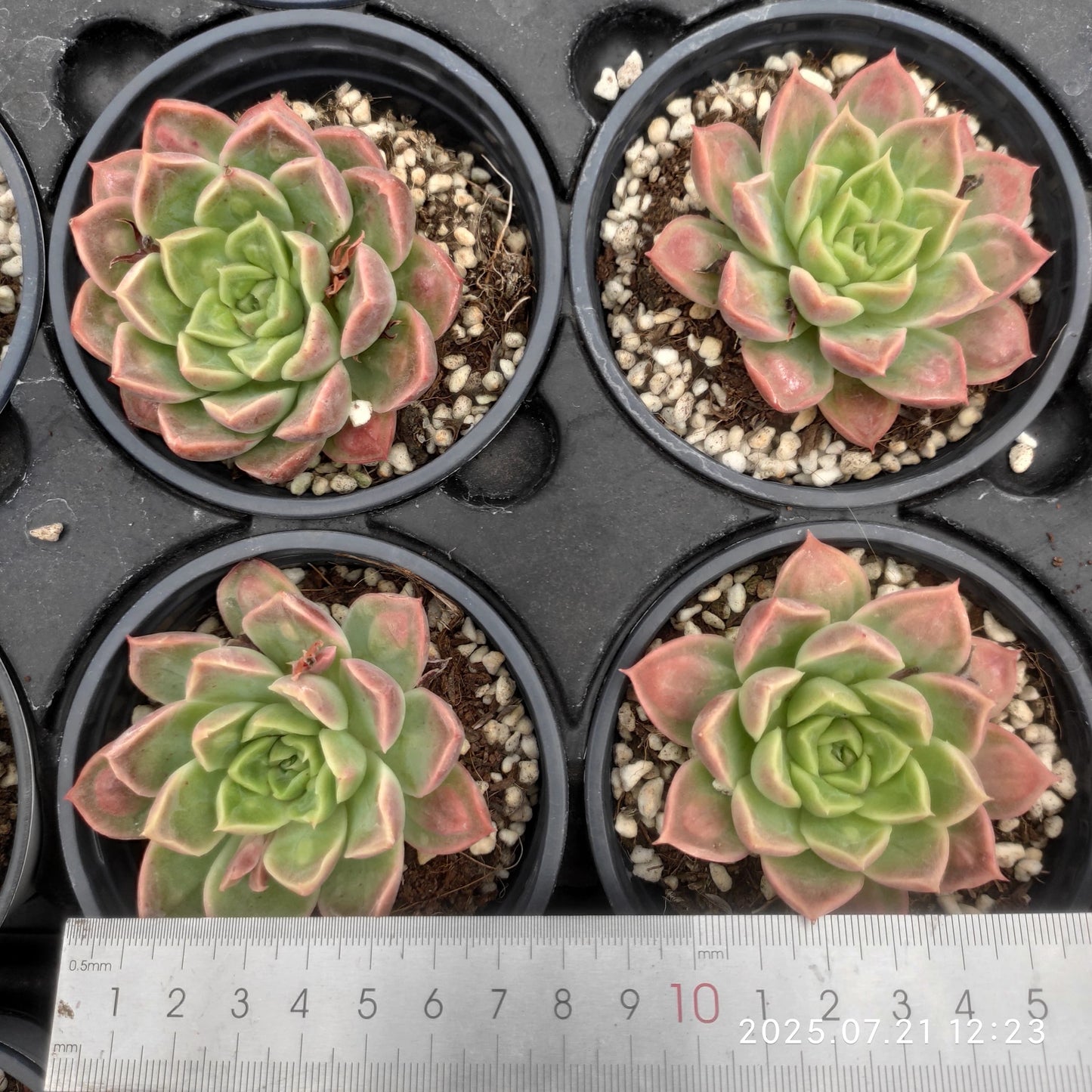 MMY1008 ドクター ストレーンジ(9cm pot)