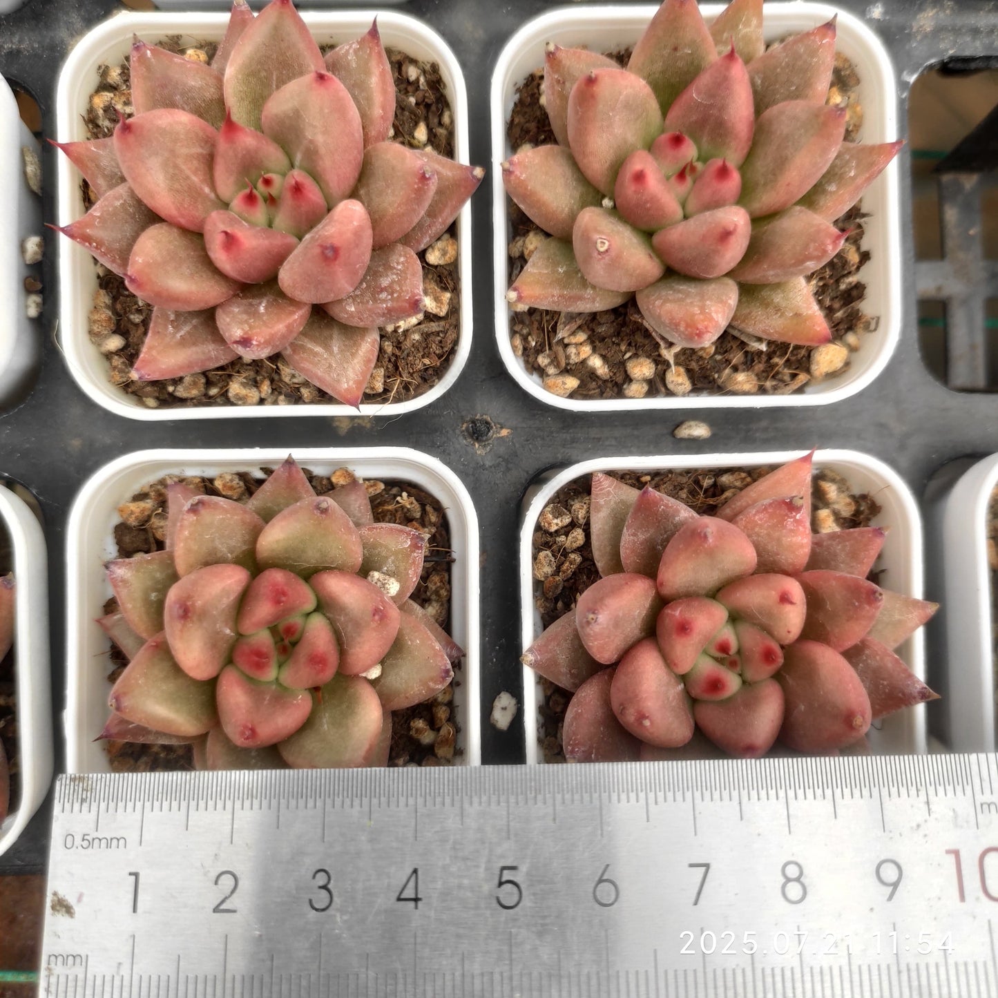 MMY980 レッドソウル(5.5cm pot)