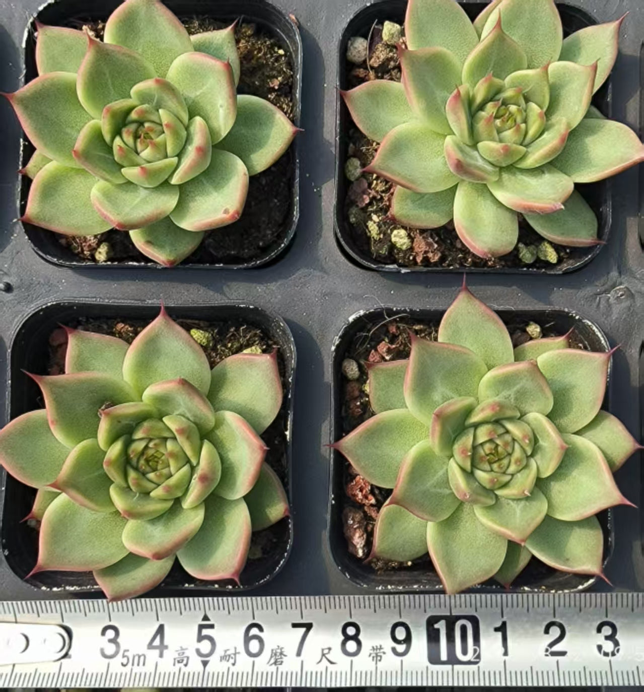 LYC152 トスカーナ(6.5cm pot)