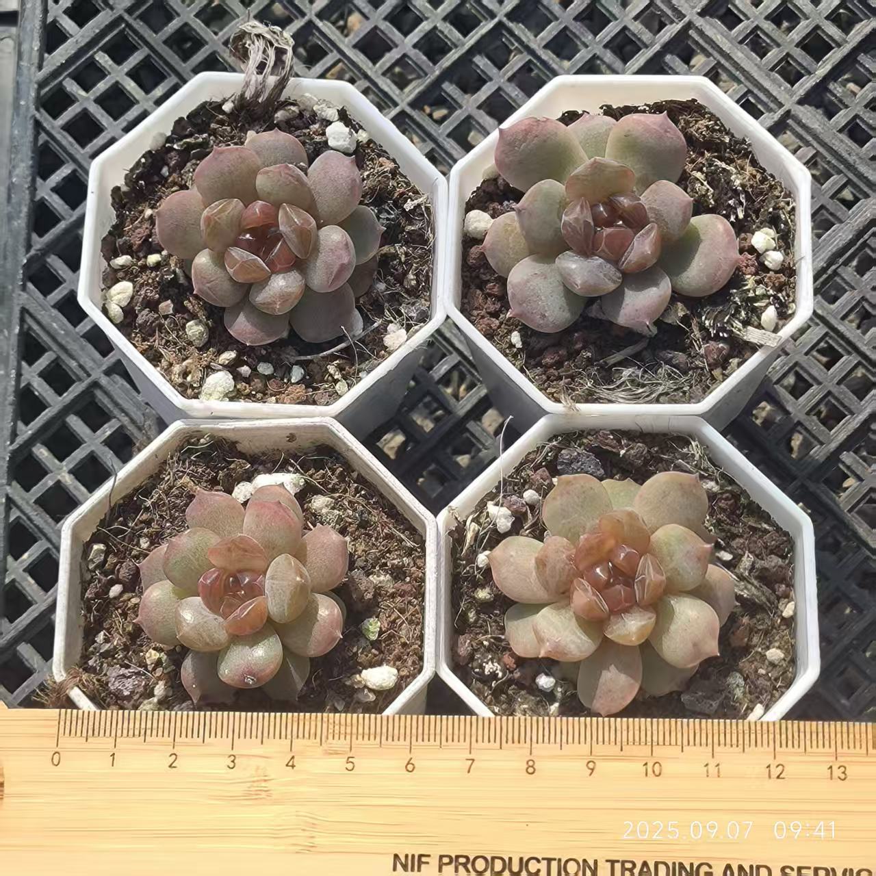 FFH326 レッドラバー(6.5cm pot)