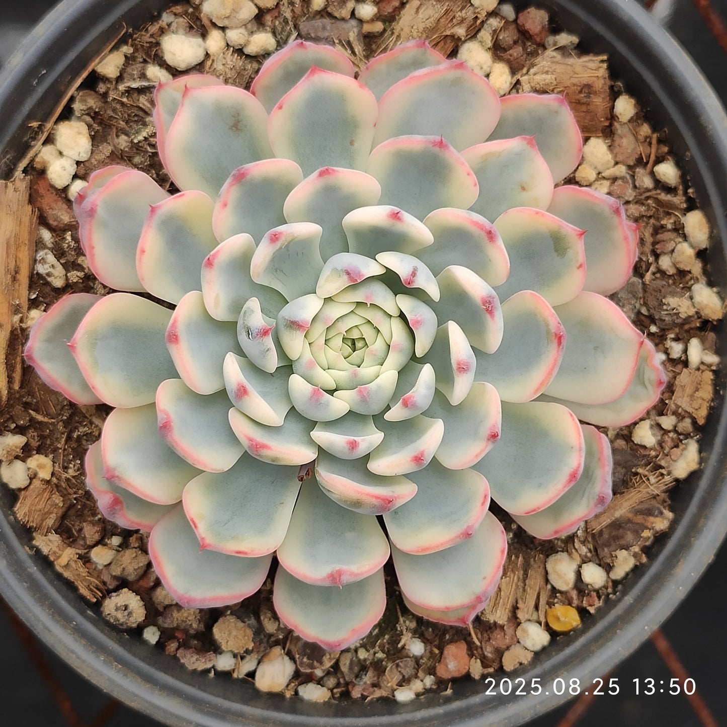 WWA306 ホワイトミニマ錦(15cm pot)