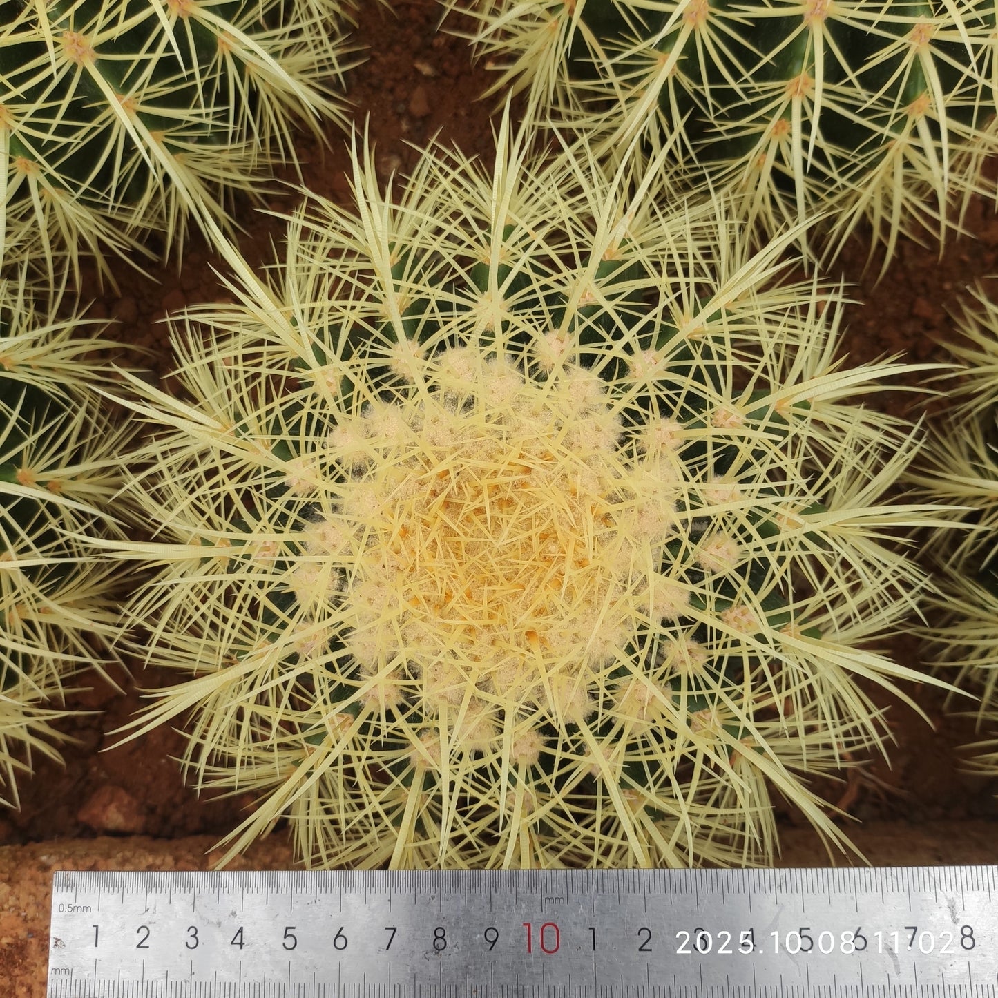 DMC031 金鯱(18cm pot)