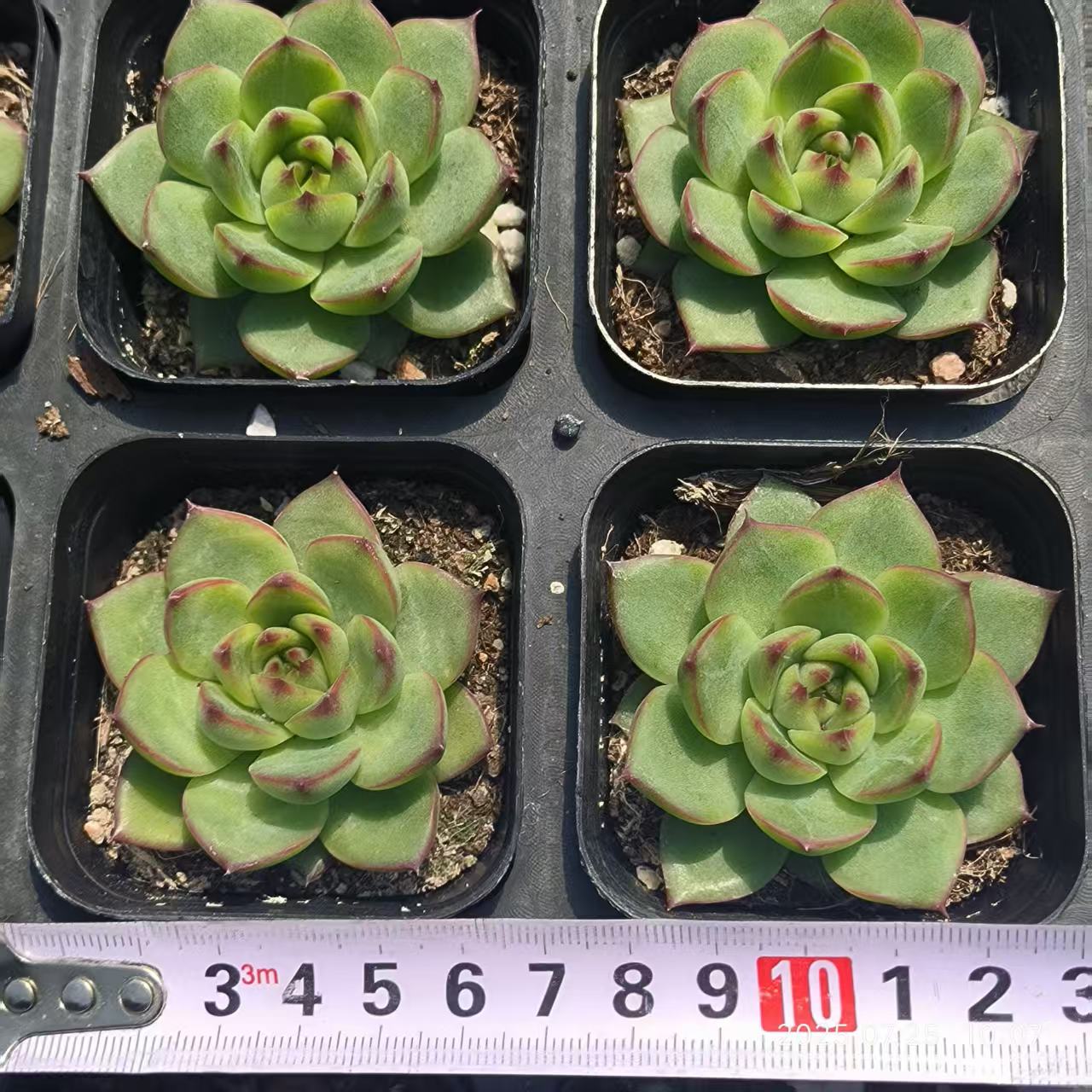 GR409 ムーンストーン(6.5cm pot)
