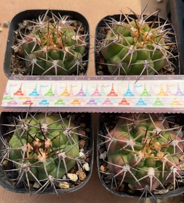 CS174 勇将丸(7cm pot)