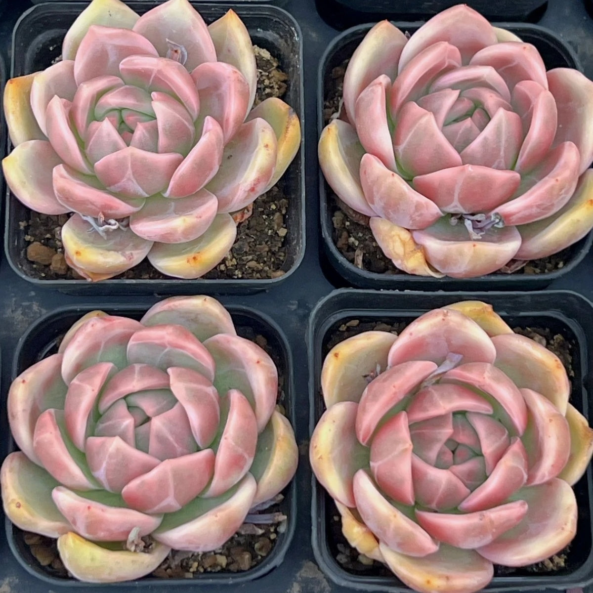 QNY135 シャンペン錦(6cm pot)