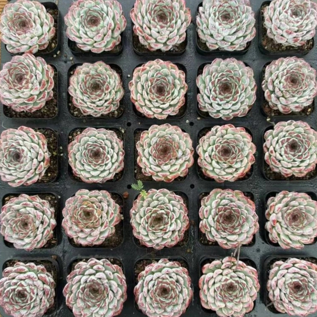 QNY139 サンフラワー マニュアル(7cm pot)