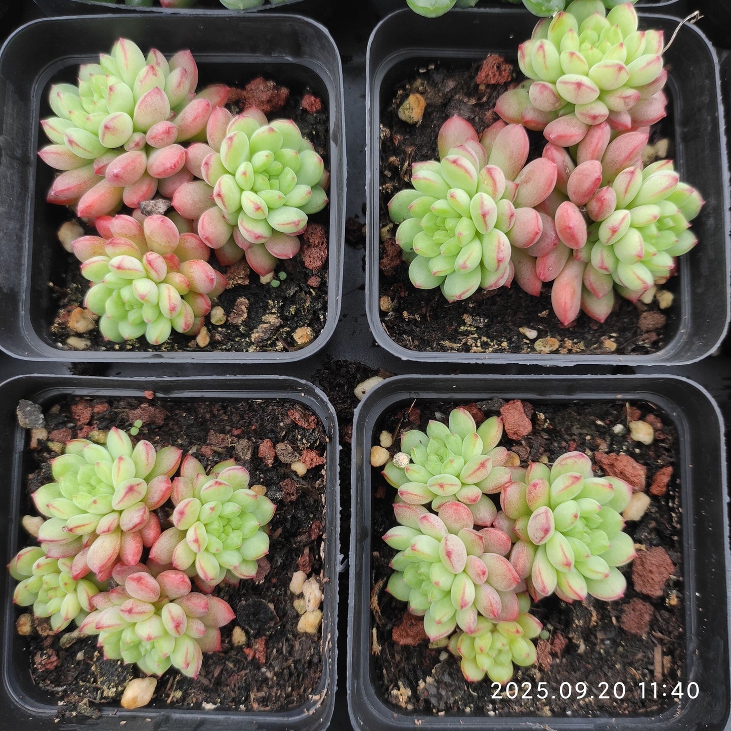DQ161 ストロベリー ブース(7cm pot)
