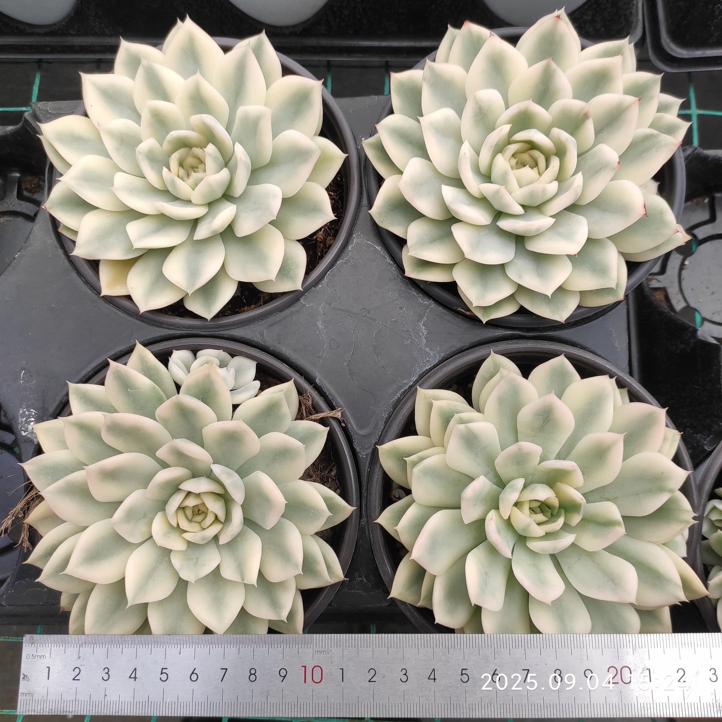 MMY1037 ムーン フェアリー錦(12cm pot)
