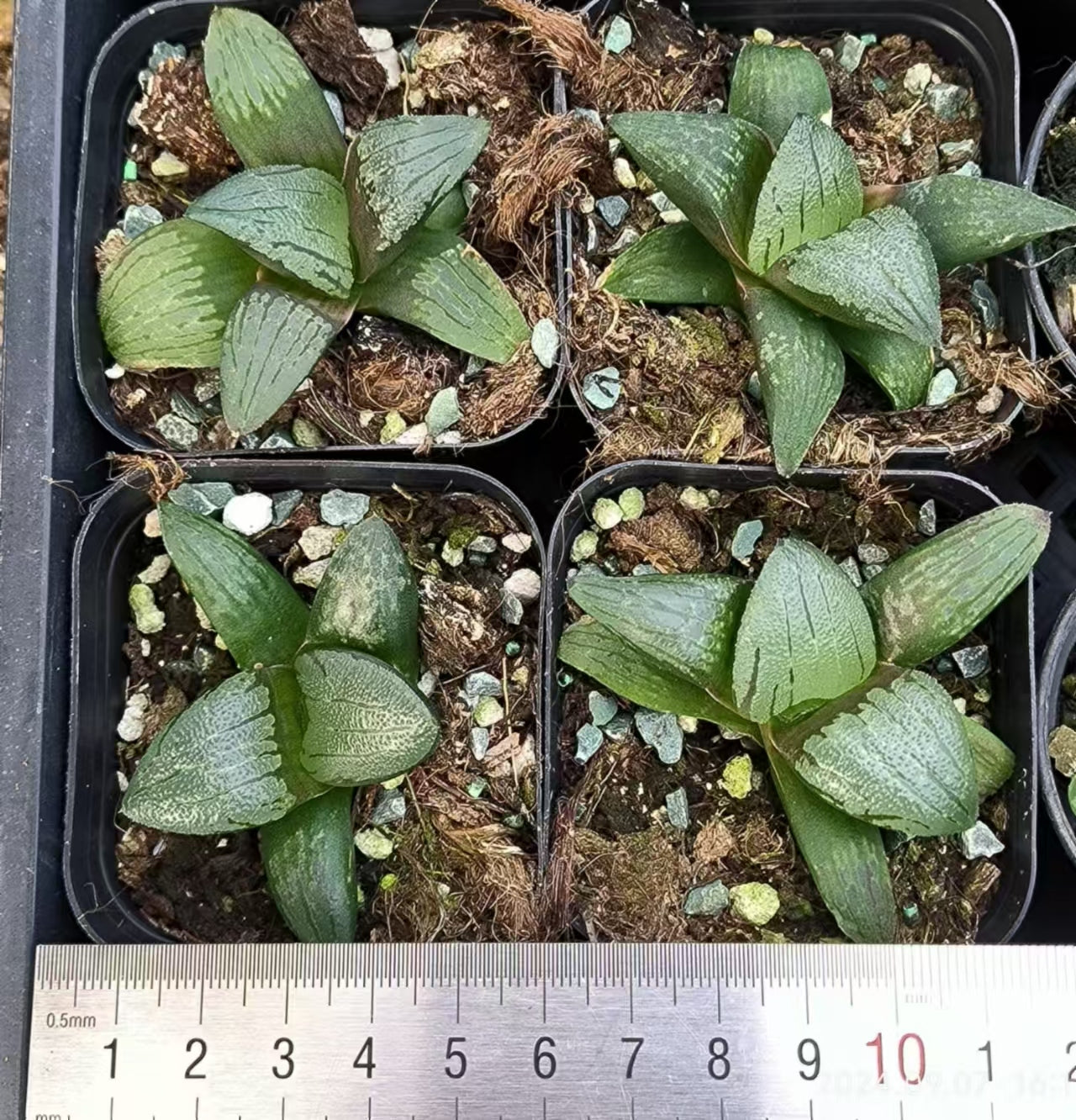 13173 ハオルチア パープルサン