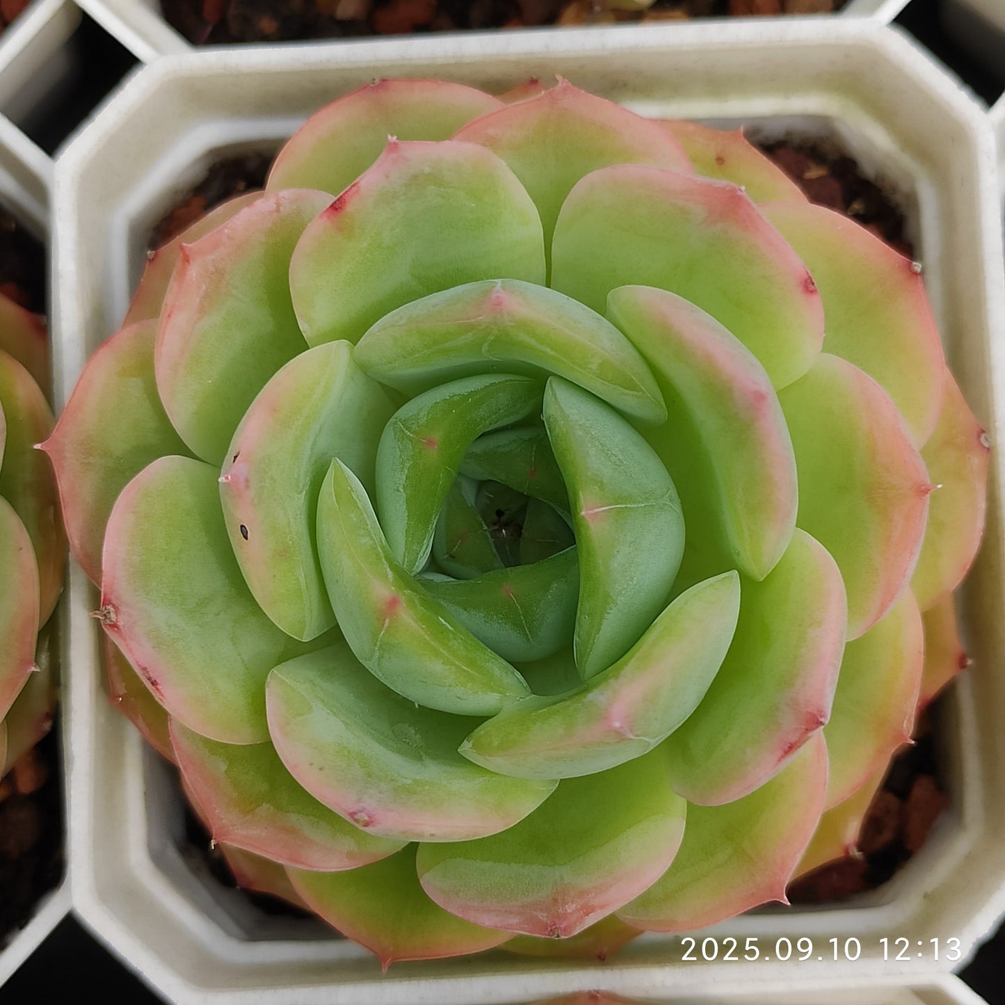 HG087 アメイジング グレース x スァヴェオレンス(7cm pot)