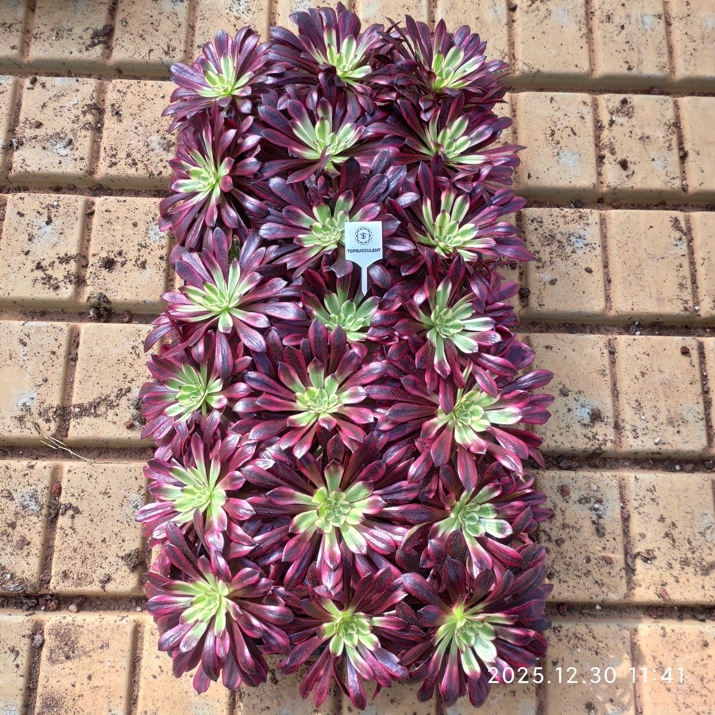 14793 フレーム スピリット