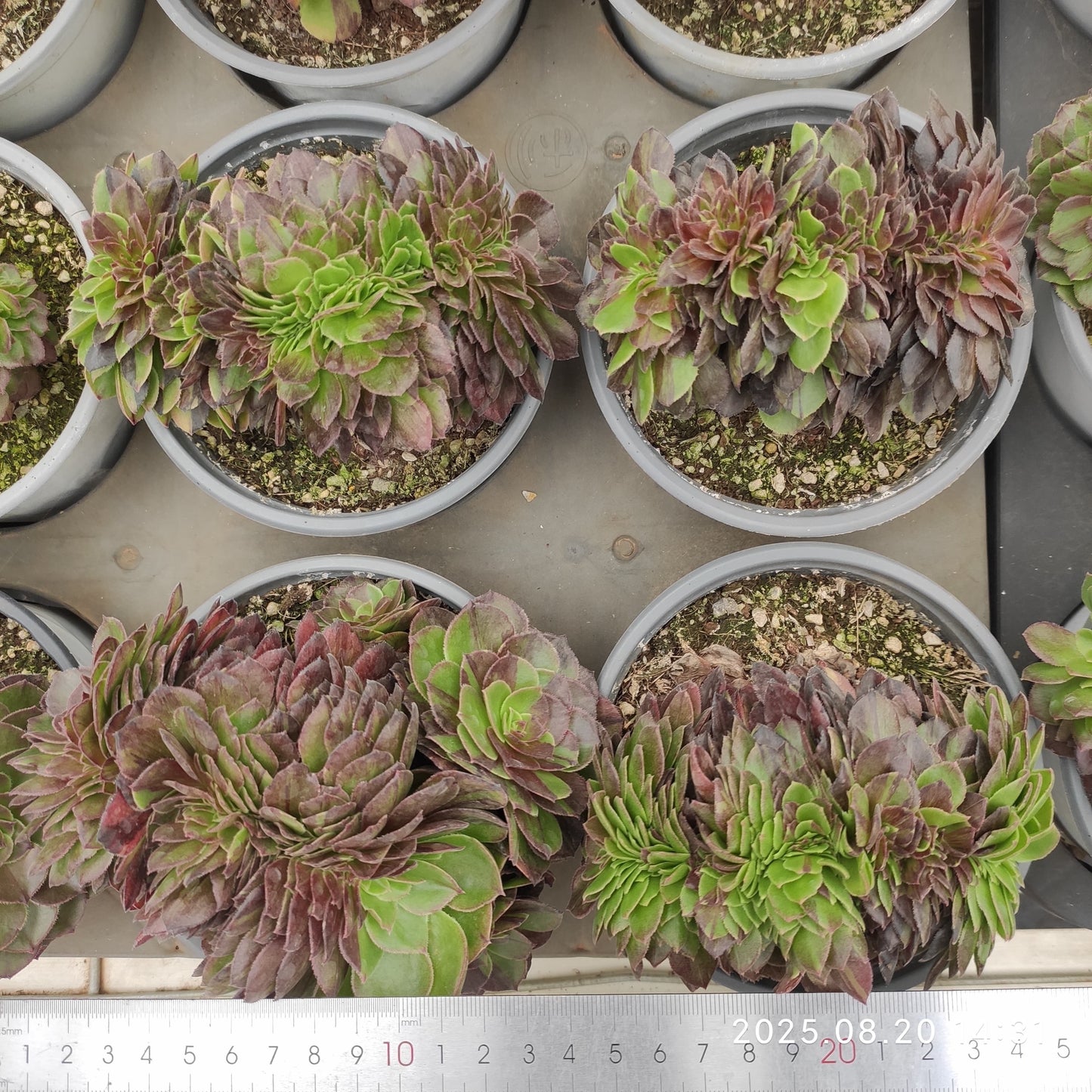 ON639 ムーン ナイト 綴化(15cm pot)