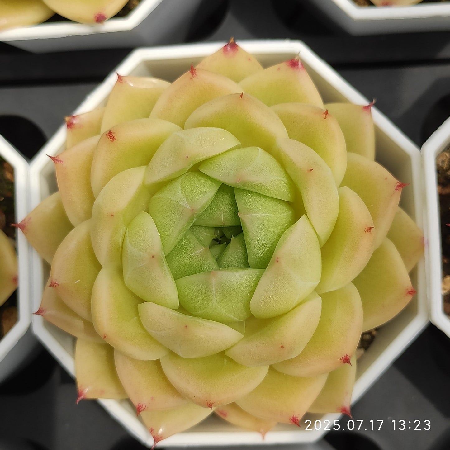 WWA333 モーニンググロー (7cm pot)