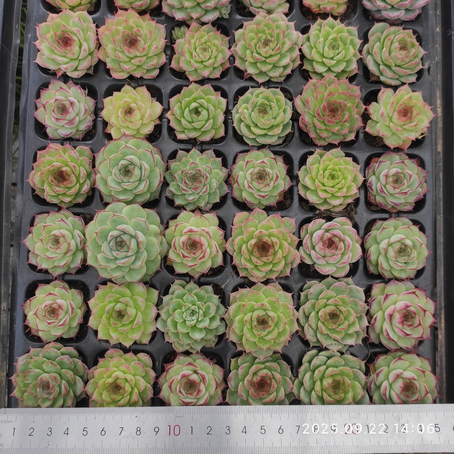 21719 ローズ クィーンHyb(3cm pot)(ポット苗)