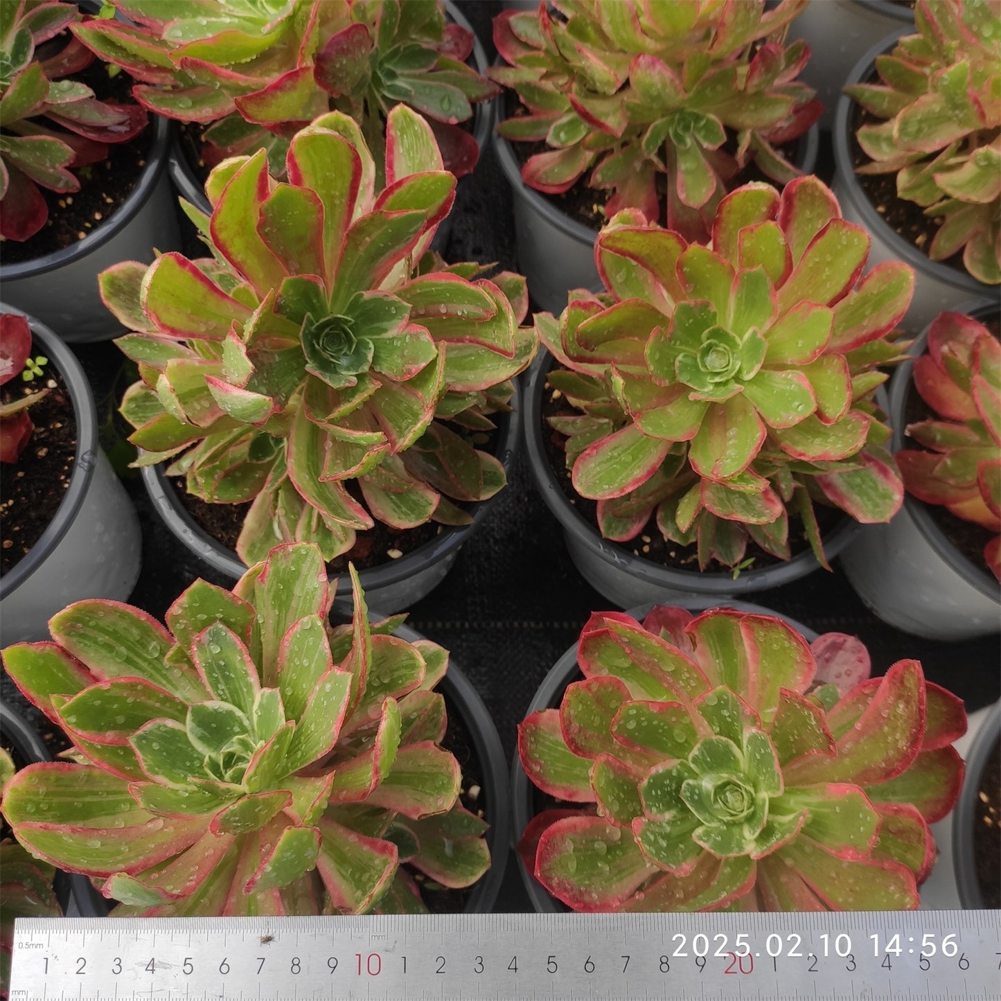 YF397 ウォッシュ シルク(15cm pot)