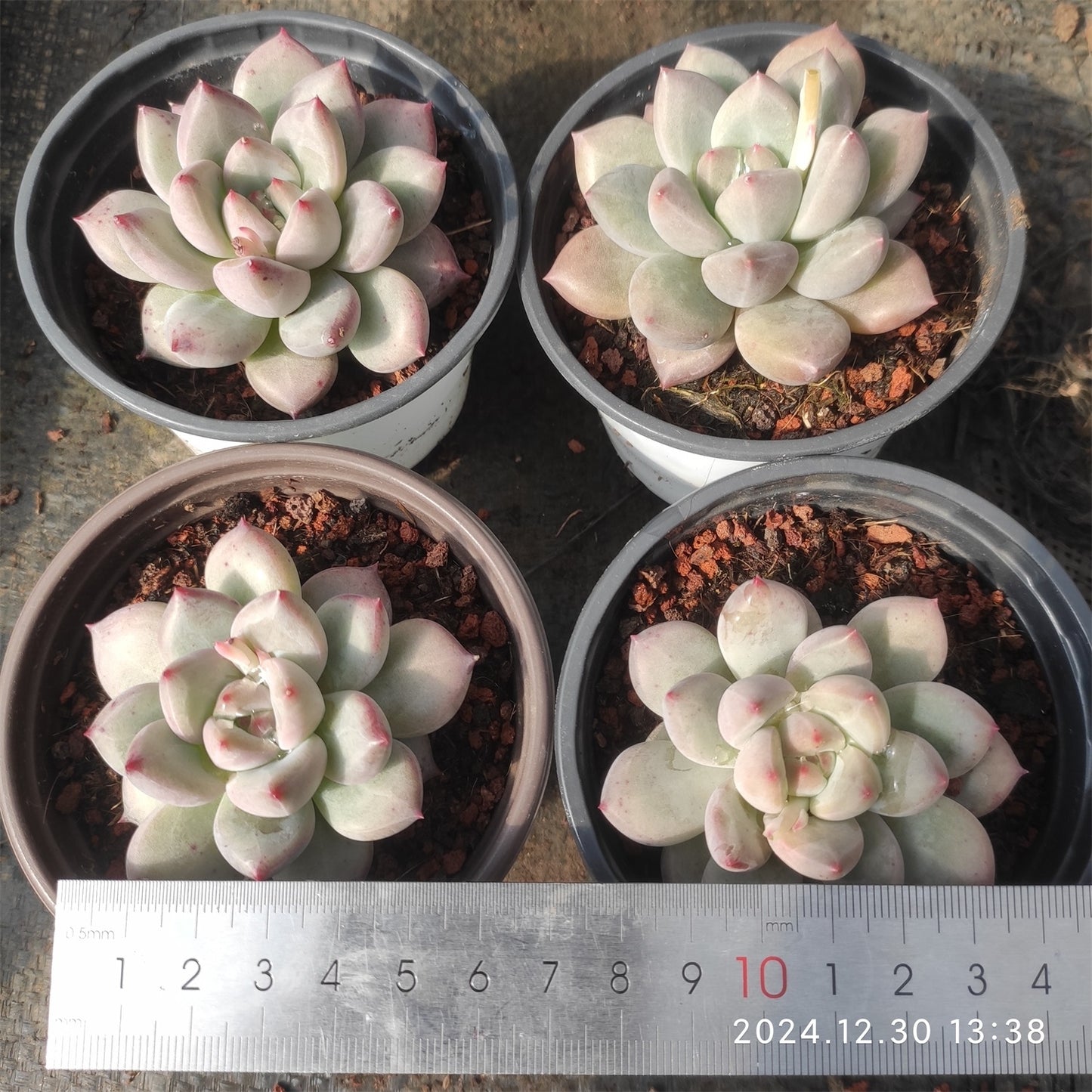 XQ489 アップル ミルク (9cm pot)
