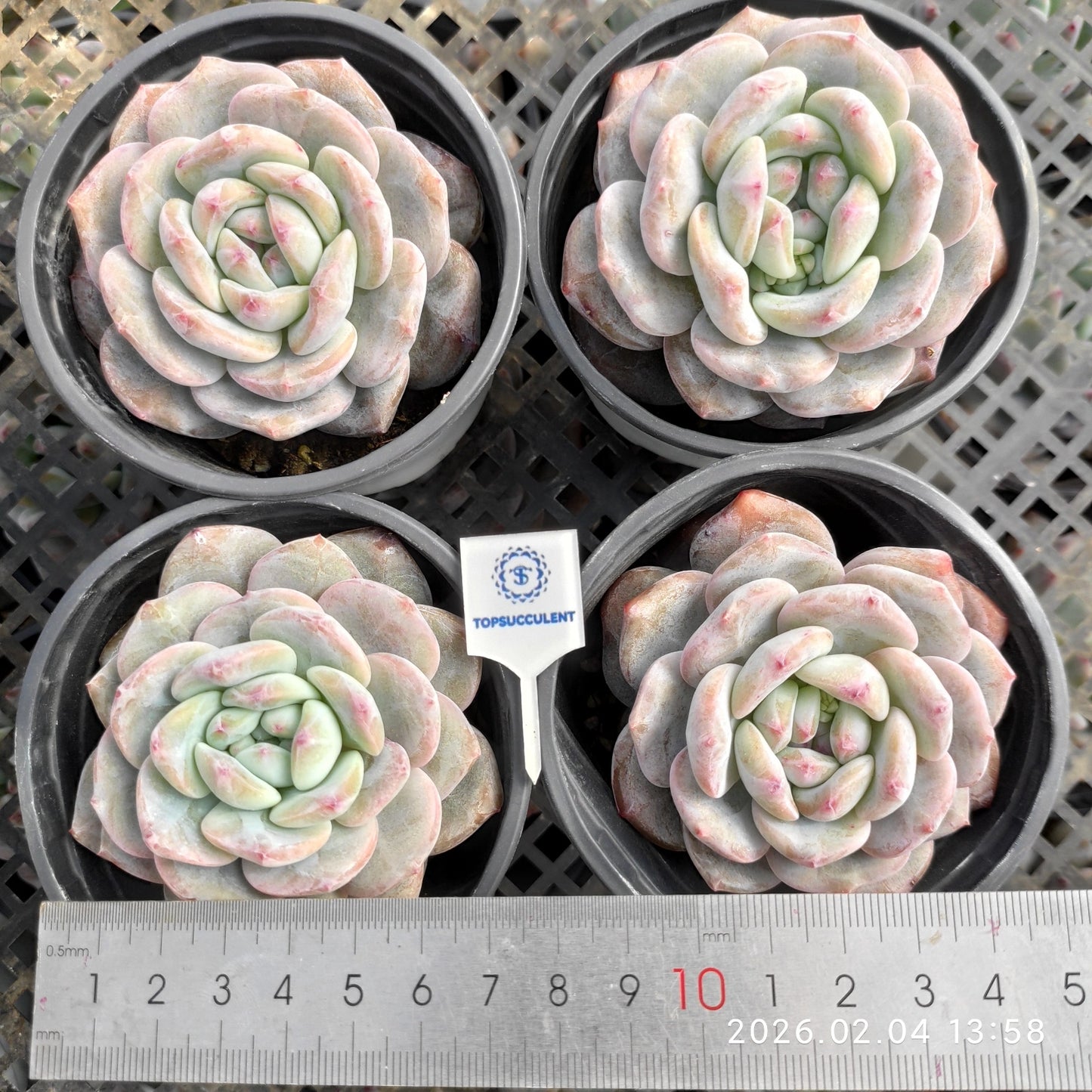 T0954 オレンジモンロー