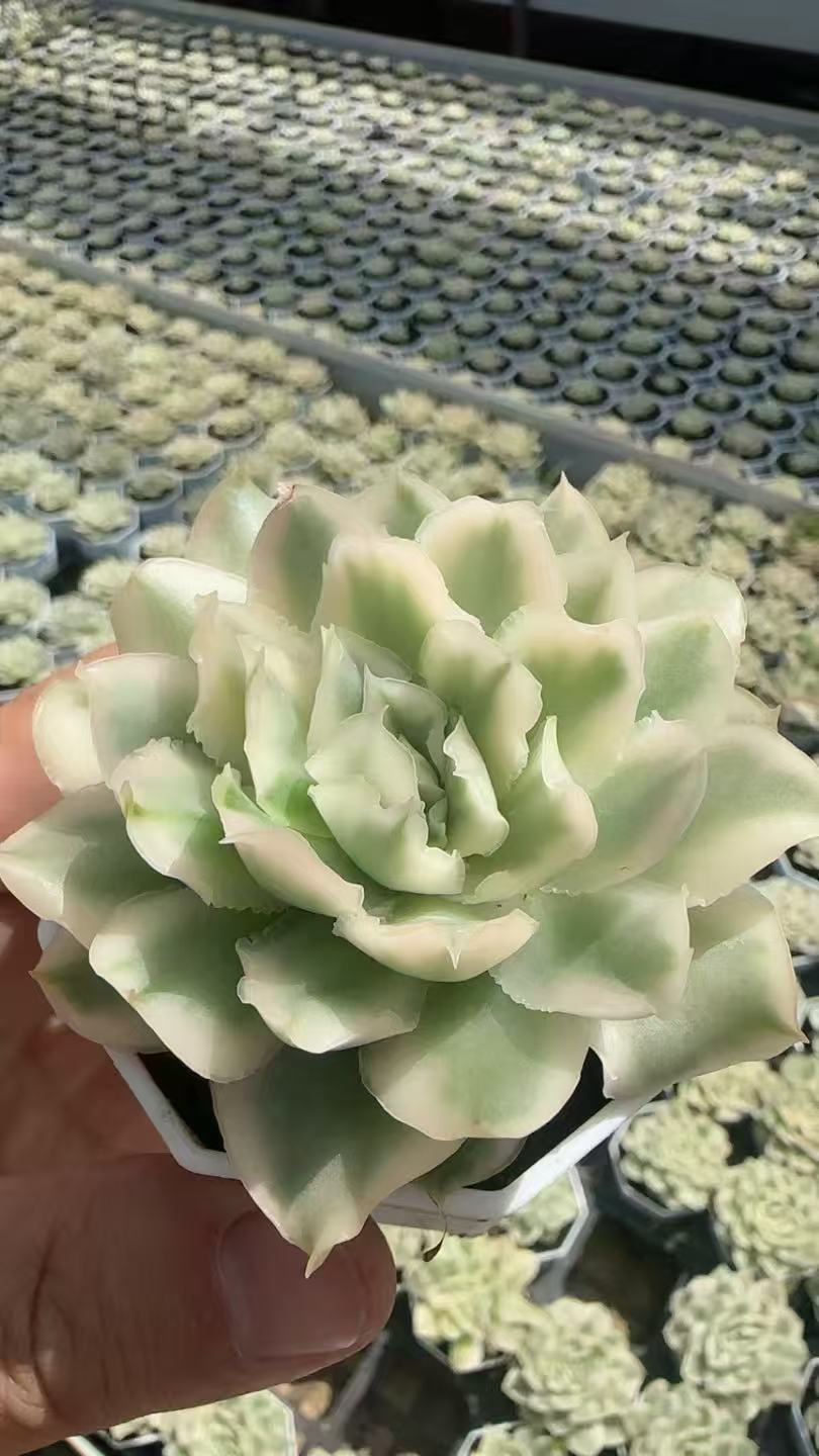 27051 パープル バタフライ錦