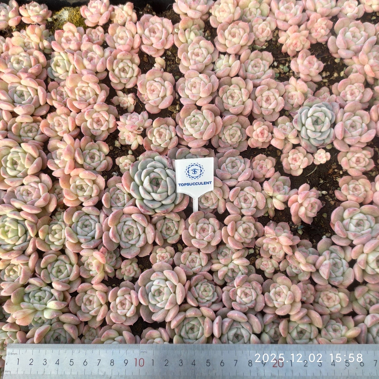 23056 モンローHyb(ポット苗)